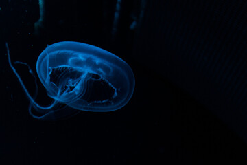 Qualle Jellyfish