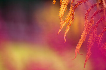 Withering Ostrich fern leaves, autumn colors in the garden.