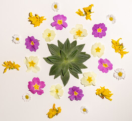 Creative Composition with fresh colorful Spring flowers  on white Background. Minimal aesthetic concept. Top view.