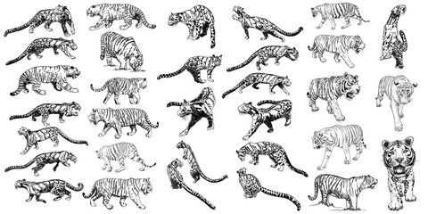 Set of realistic tiger and Clouded leopard in different poses and movement roaring. Animals of Asia, predatory mammals growling. Chinese lunar New Year 2022 symbol. Vector.