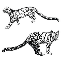 Leopard set, wild cat drawing, Clouded leopard from Himalayan. Hand drawn wildcat hunting. Vector.