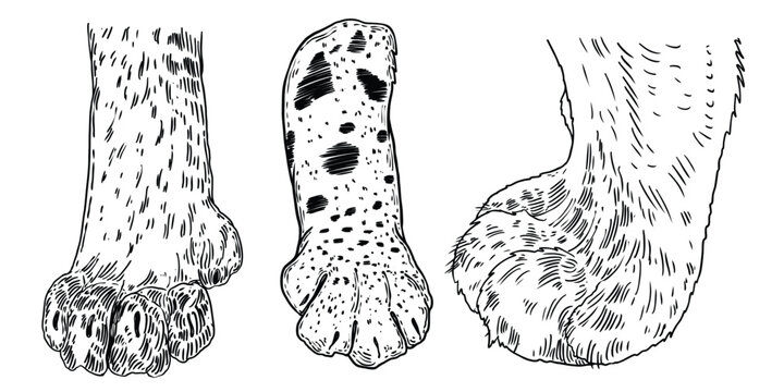 Fluffy big cat paw or leg set. Cute feline clutches of wild animal, tiger, leopard, jaguar or puma. Vector.