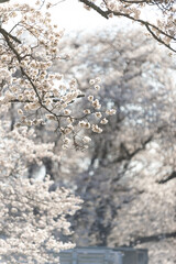 満開の桜