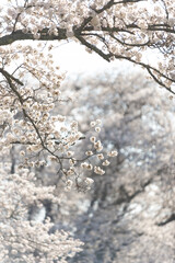 満開の桜