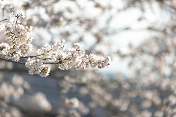 満開の桜