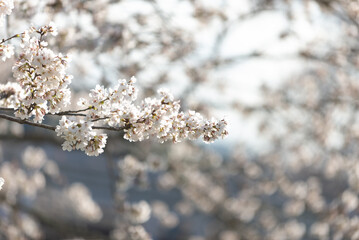 満開の桜