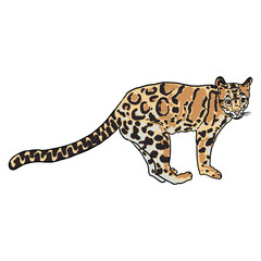 Leopard, wild cat drawing, Clouded leopard from Himalayan. Hand drawn wildcat hunting. Vector.