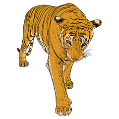Tiger walking. Amur or Siberian tiger, big wild cat. Endangered animal from red book, hand drawn. Vector.