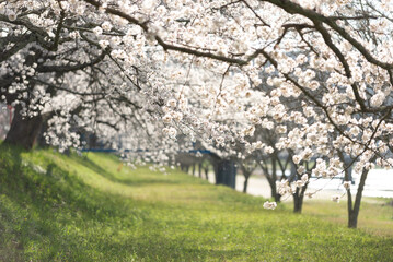 Fototapeta premium 満開の桜