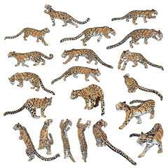 Set of Leopard, wild cats. Hand drawn sketch of clouded leopards. Vector.