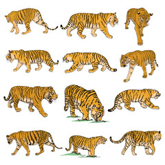 Set of live tiger in different view roaring and growling. Drawing of live and made of stone muzzle. Animals of Asia, Chinese lunar New Year symbol. Vector.