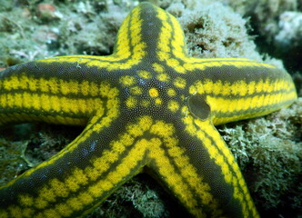Costa Rica Pacific sea life