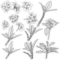 Plumeria or frangipani flowers with leaves drawing set. Hand drawn line art of decorative exotic tropical flowers, blooming and open buds, leaf on the twig. Vector..