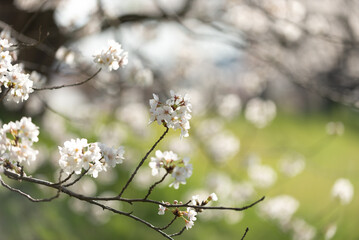 満開の桜