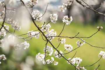 満開の桜