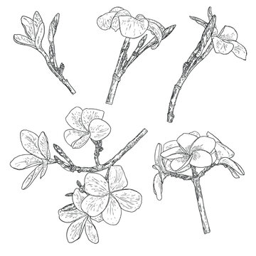 Real Plumeria flowers bloom on the branch. Hawaiian Plumeria open head with flower buds and petal leaf on the twig. Freehand drawing of tropical blooming and exotic plant blossom set. Vector.