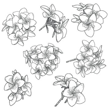 Plumeria or frangipani flowers with leaves drawing set. Hand drawn line art of decorative exotic tropical flowers, blooming and open buds, leaf on the twig. Vector.