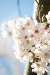 満開の桜
