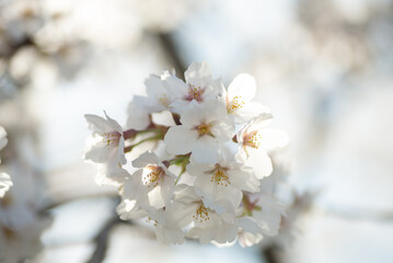 満開の桜