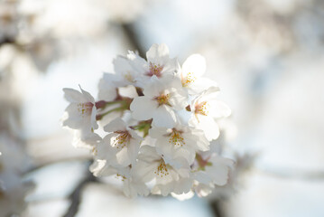 満開の桜