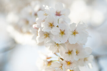 満開の桜