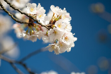 満開の桜