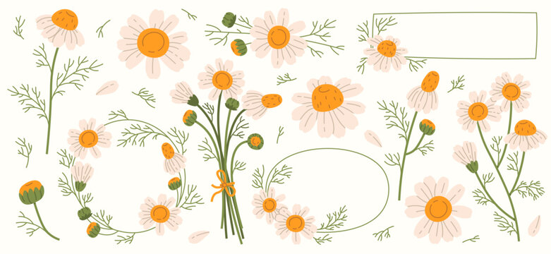 Chamomile flowers flat illustrations set. Steam, bud and petal of daisy. Bouquet of wildflowers