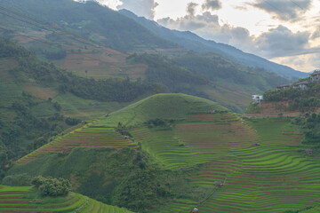 Aerial top view of fresh paddy rice terraces, green agricultural fields in countryside or rural area of Mu Cang Chai, mountain hills valley in Asia, Vietnam. Nature landscape background.