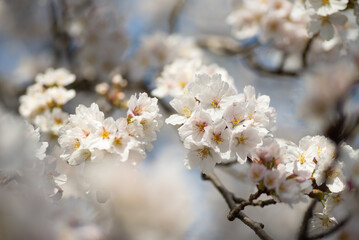 満開の桜