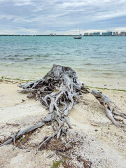 Old tree roots by the sea Banyan tree