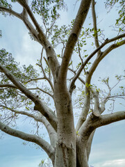 Banyan tree show from low ground angle