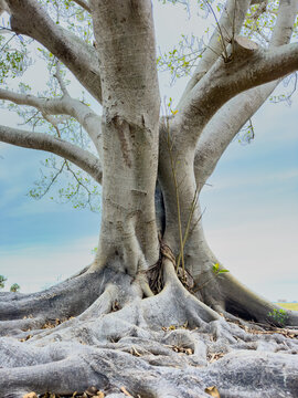 Banyan tree show from low ground angle