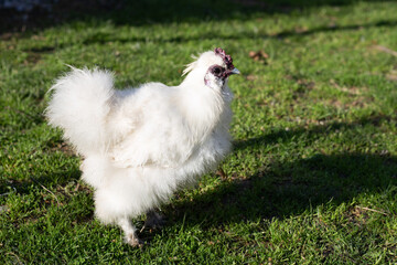 White Chinese silk hen on green grass. Silkie Chicken in the pasture.