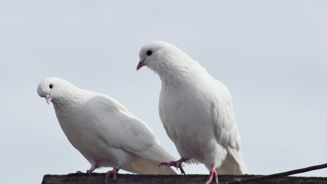  a pair of white beautiful doves cooing on a wooden crossbar, close-up