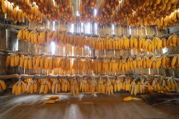 Rows of organic raw corn or maize field, economic traditional plant from Thailand. Nature background.