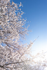 満開の桜