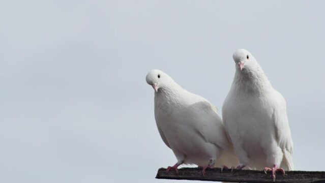 a pair of white doves cooing on a wooden beam against the sky