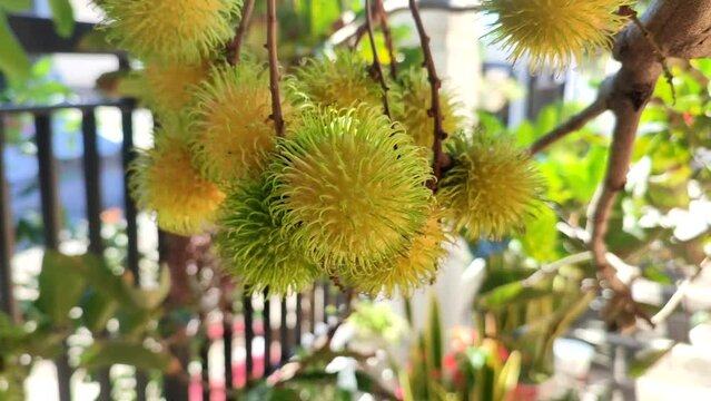 Yellow rambutan is a tropical plant that belongs to the Lerak-lerakan tribe or Sapindaceae , originating from the islands of Southeast Asia . fruit which has skin resembling hair.