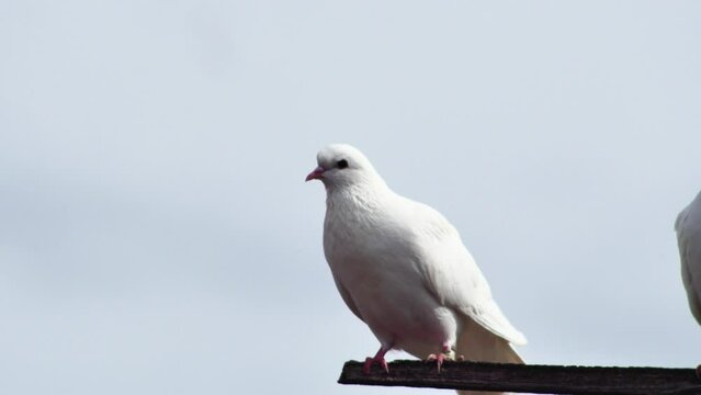 a pair of white beautiful doves cooing on a wooden crossbar, close-up