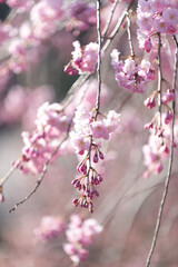 満開の桜