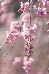 満開の桜