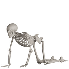 skeleton posing 3d render illustration