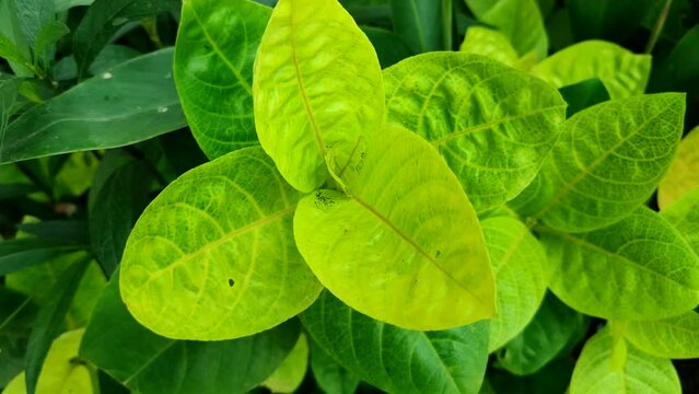 Melati jepang or Pseuderanthemum reticulatum is an ornamental plant classified into shrubs that have upright stems, green leaves mixed with yellow, the flower crown resembles a reddish tube.