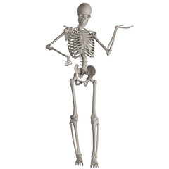 skeleton posing 3d render illustration