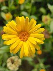 yellow flower
