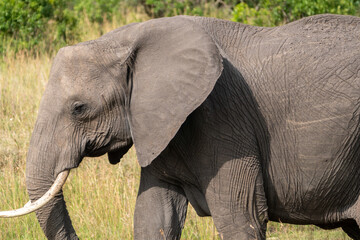 Obraz premium Side profile of a wild African elephant in the Masai Mara in Kenya