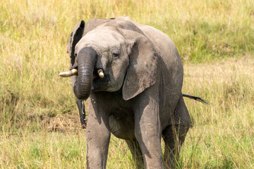 Fototapeta na wymiar Baby elephant drinks water with its trunk, in the Masai Mara National Reserve in Kenya Africa