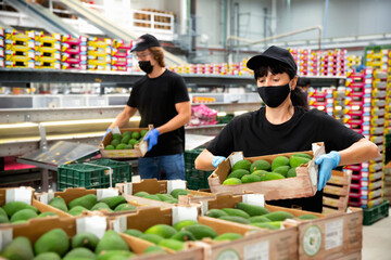 Young diligent positive women and man in uniform packing mango to crates at factory, checking...