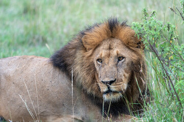 Male lion with a mane rests in the grass. Taken in the Masai Mara Reserve in Kenya, Africa