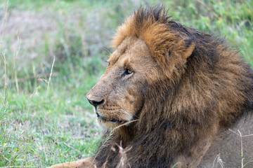Lion resting in the grass in the Masai Mara Reserve in Kenya, Africa. Male lion with mane